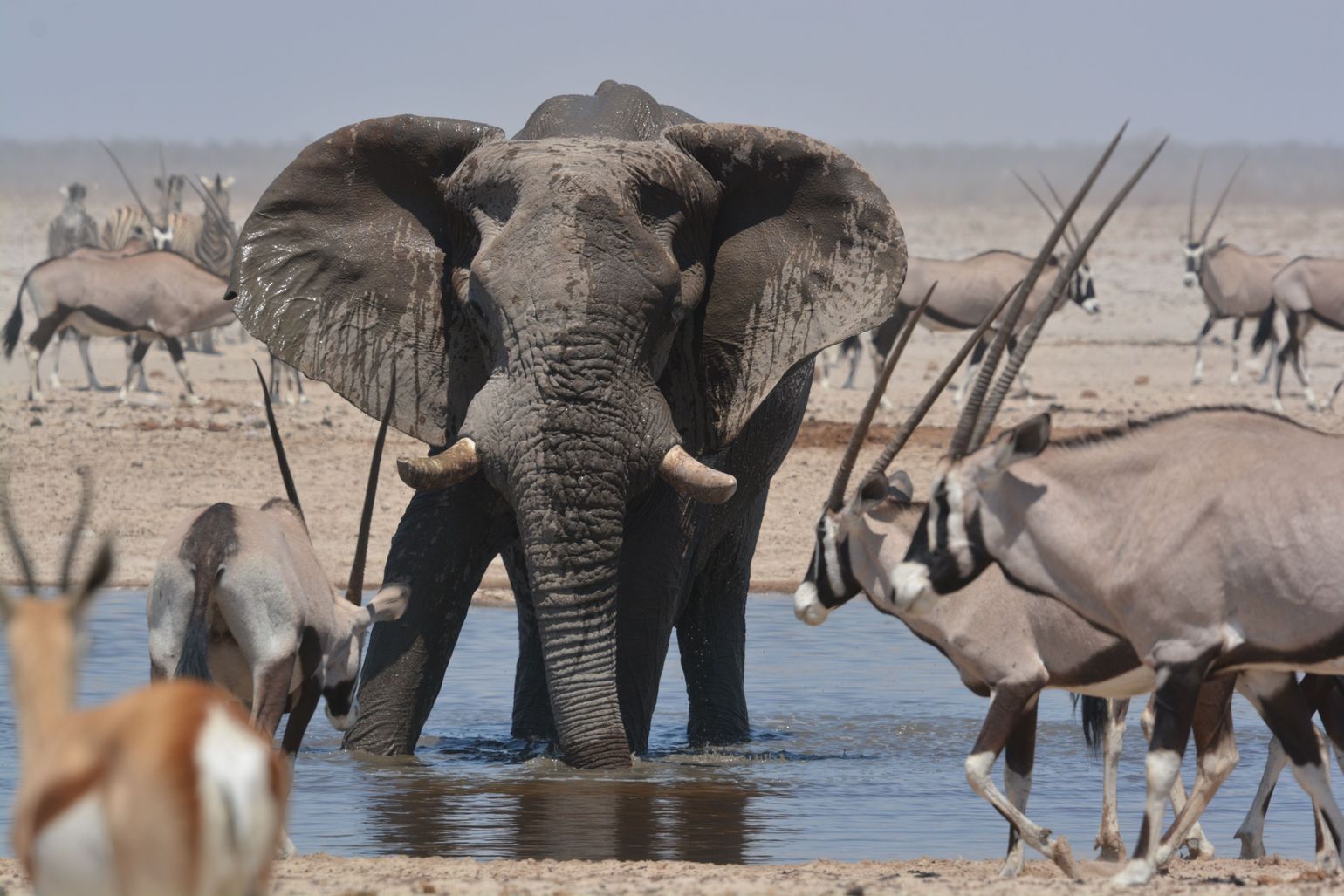 etosha national park 