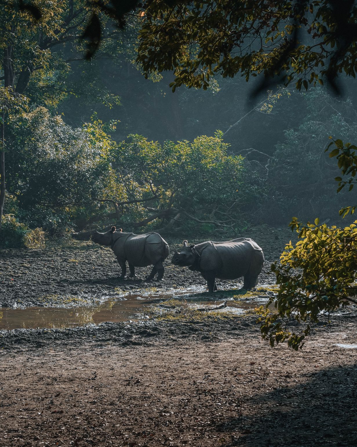neushoorns in Chitwan national park