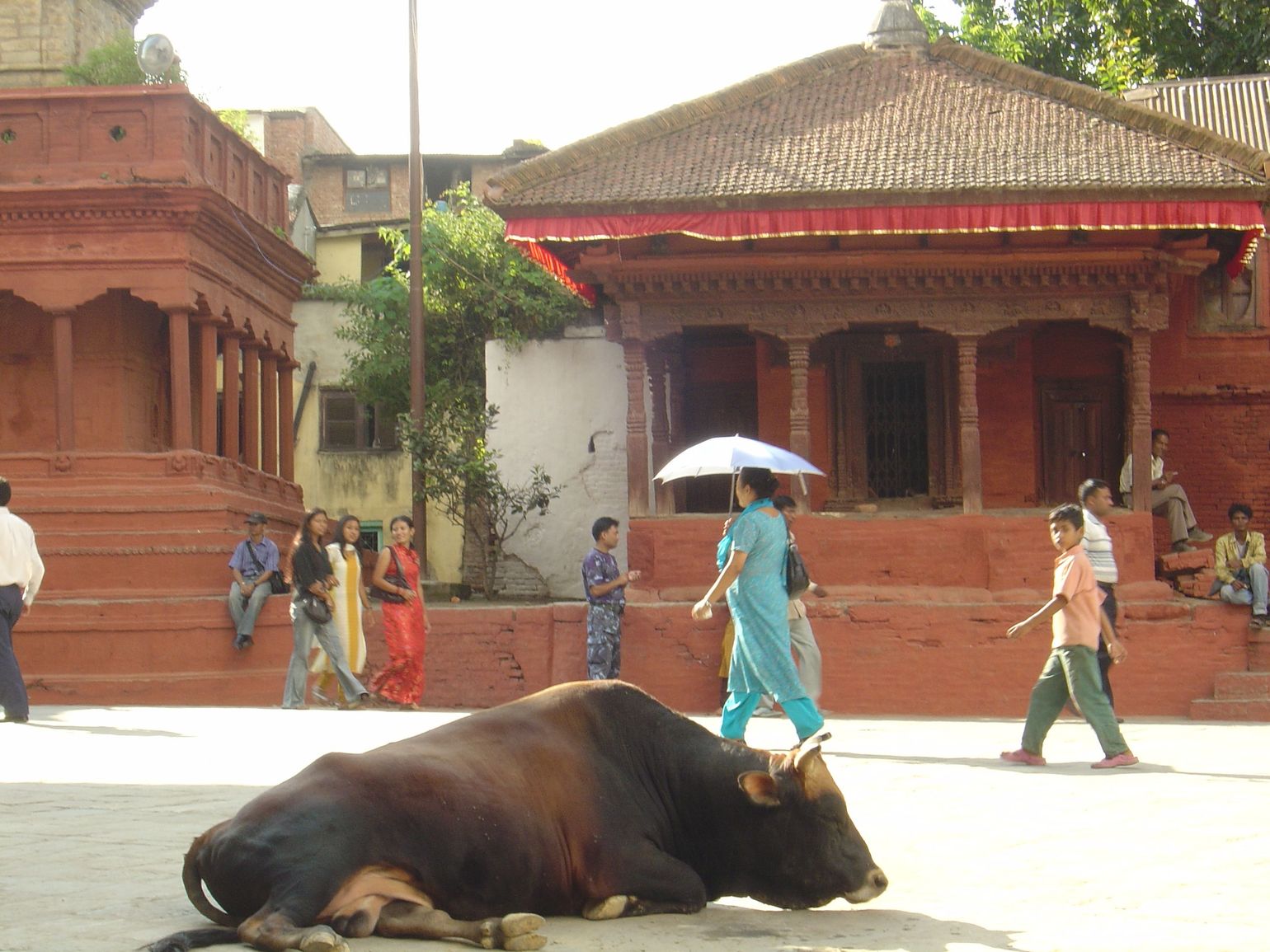 Koe op straat in Nepal 