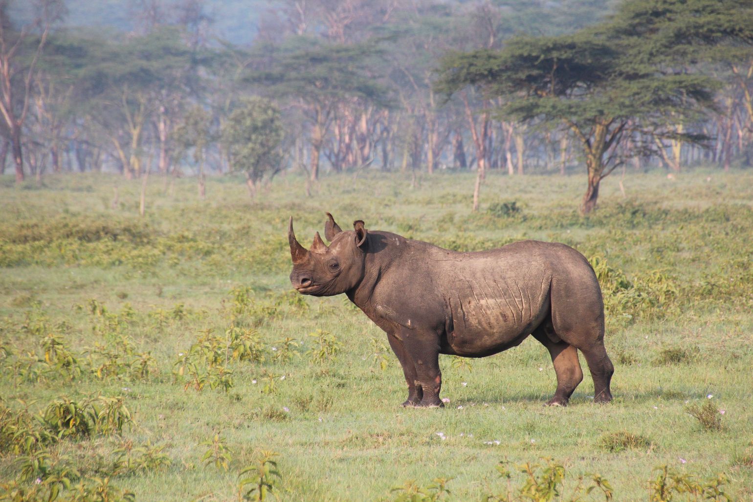 Tanzania Safari neushoorn big 5 afrika