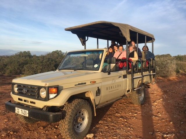 stokstaartjes Oudtshoorn