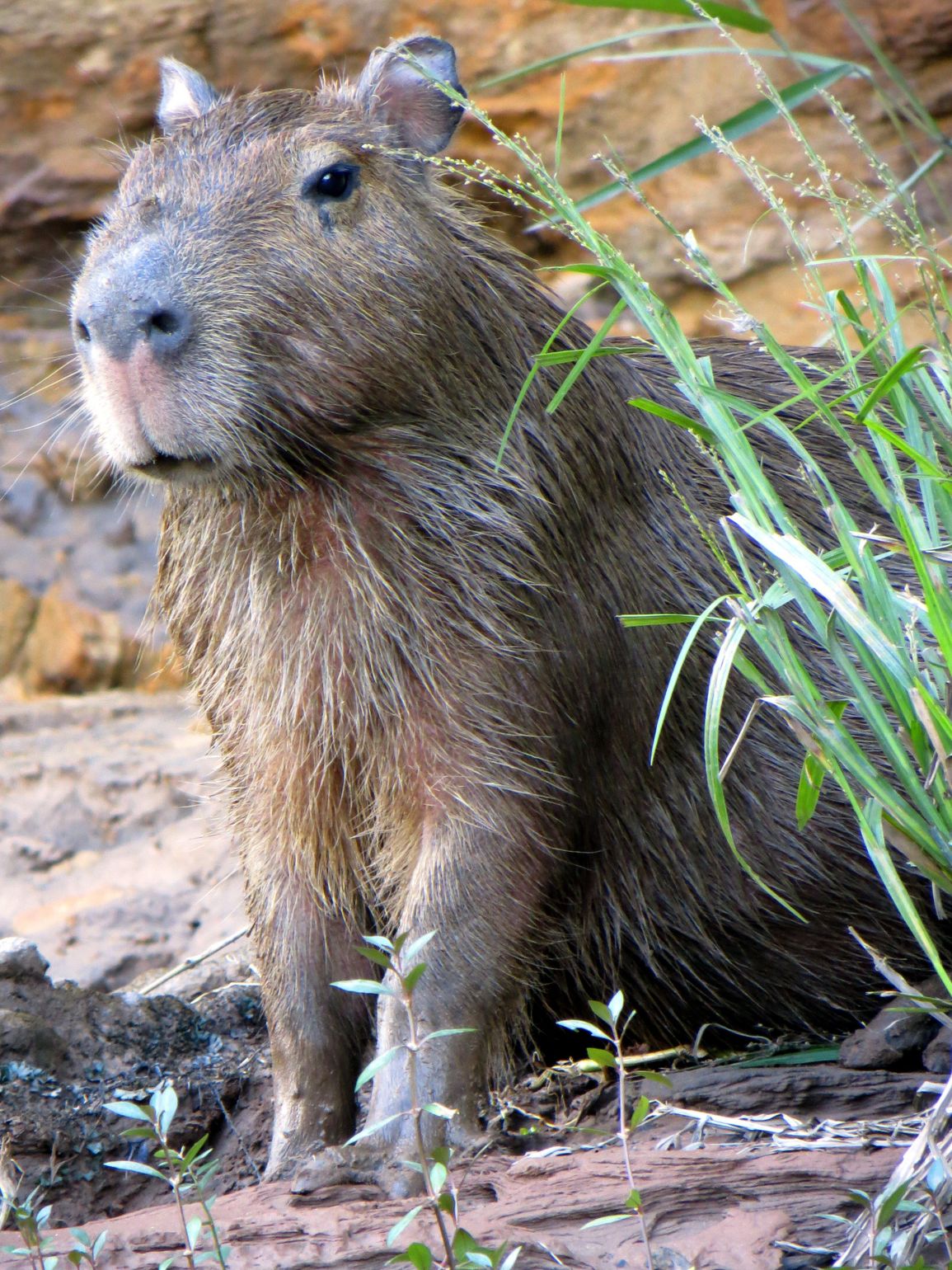 capibara