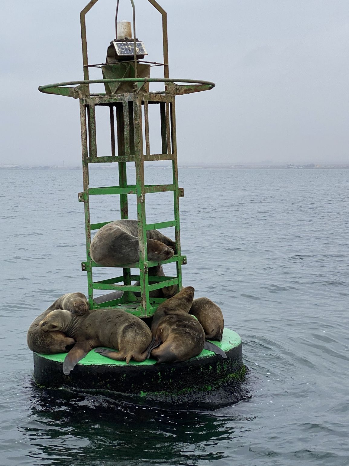 zeehonden