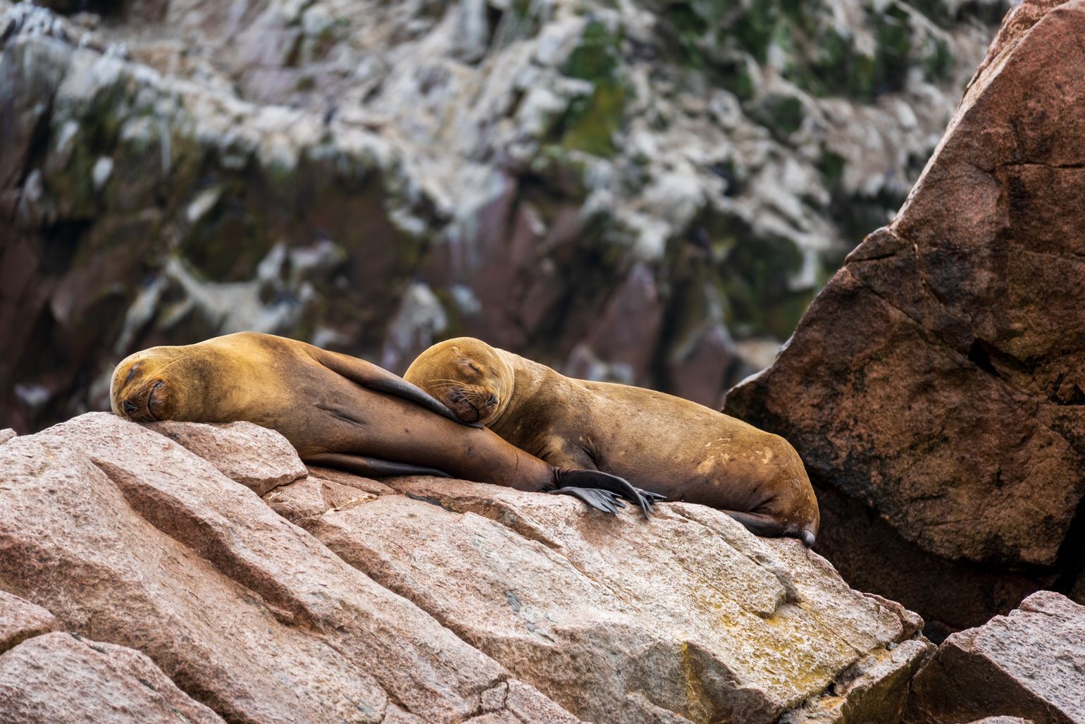 zeeleeuwen op ballestaseilanden