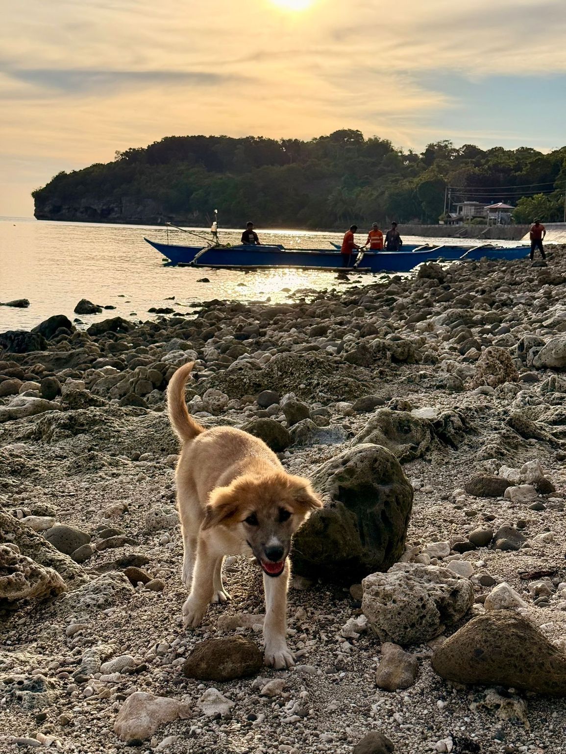 hond strand filipijnen