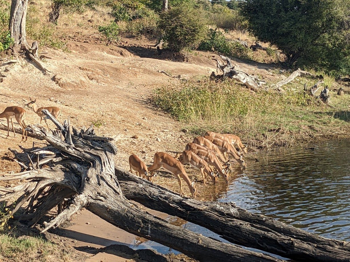 botswana safari intrepid travel