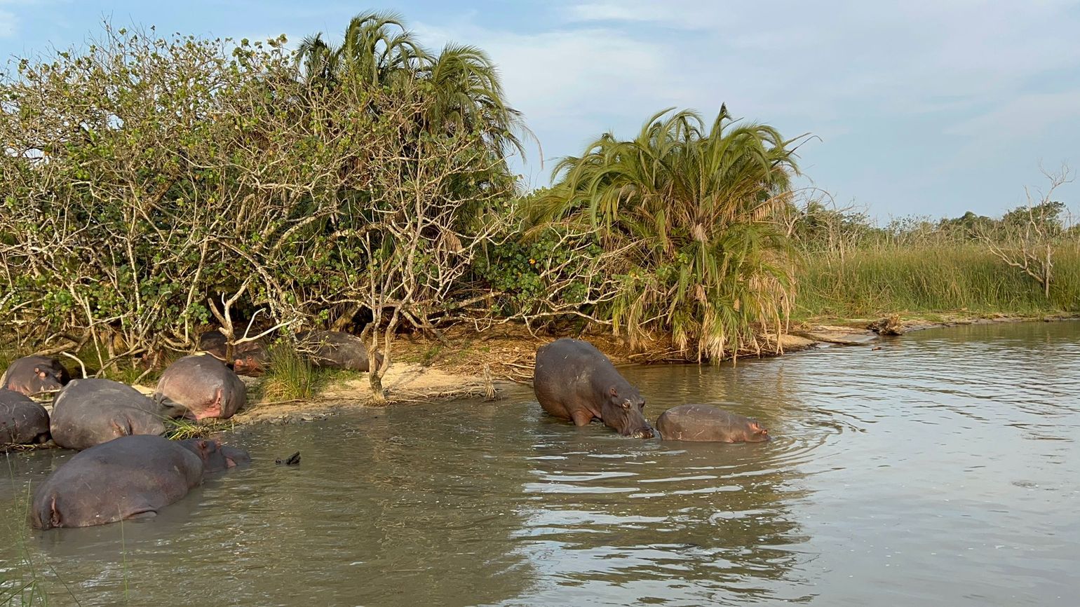 zuid-Afrika nijlpaarden