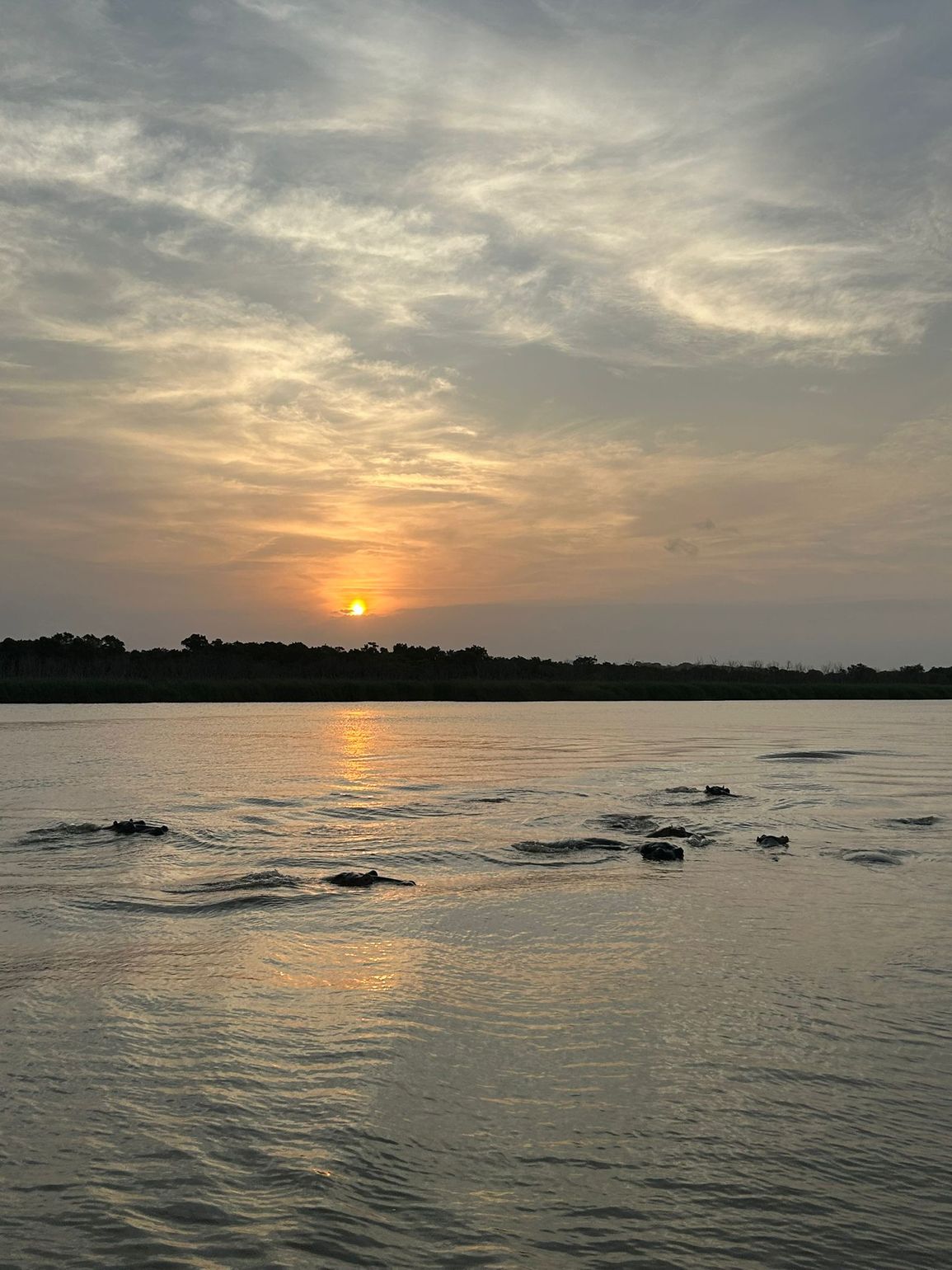 nijlpaarden spotten in st. lucia