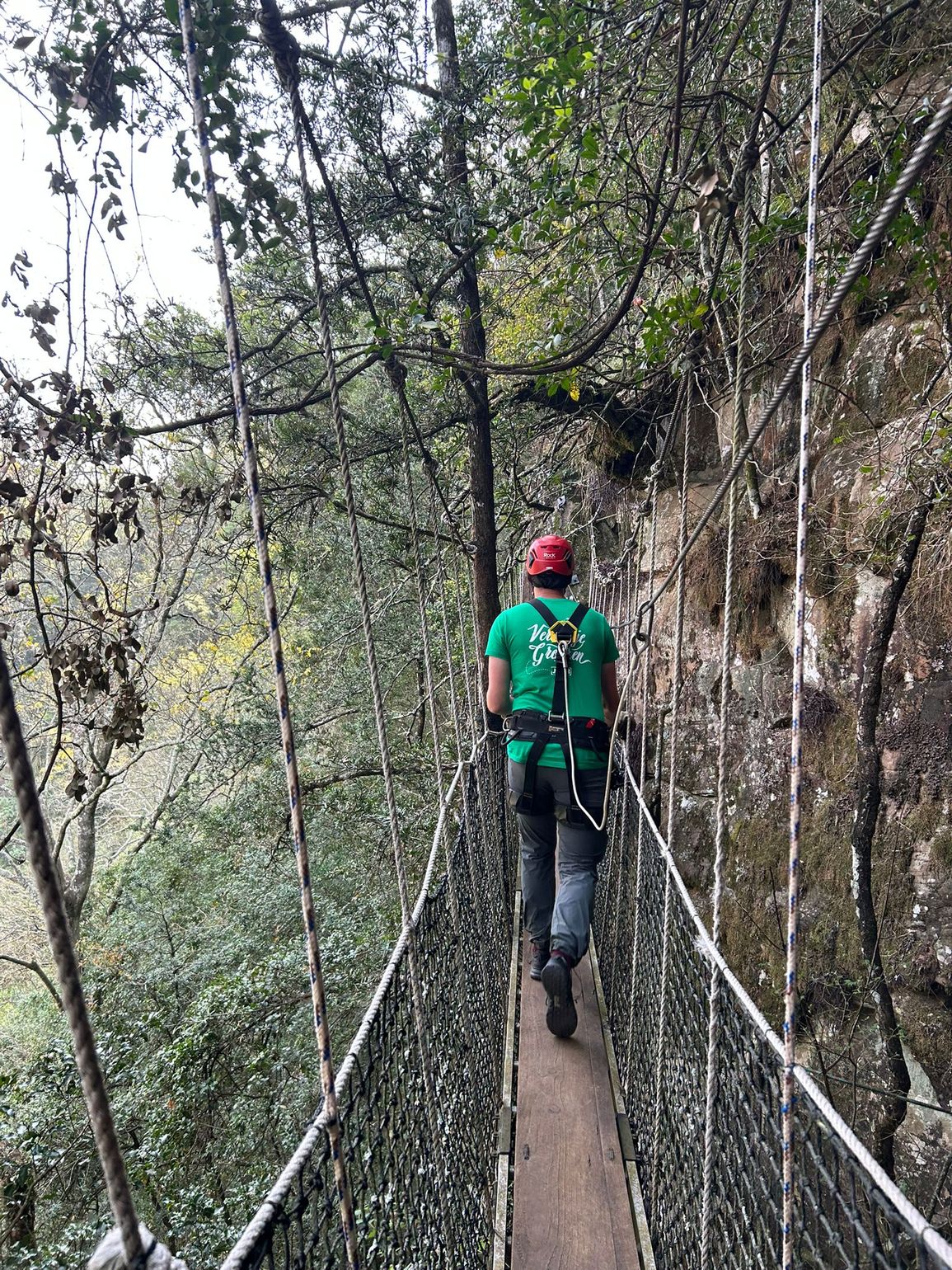 wandelbrug door de bomen 