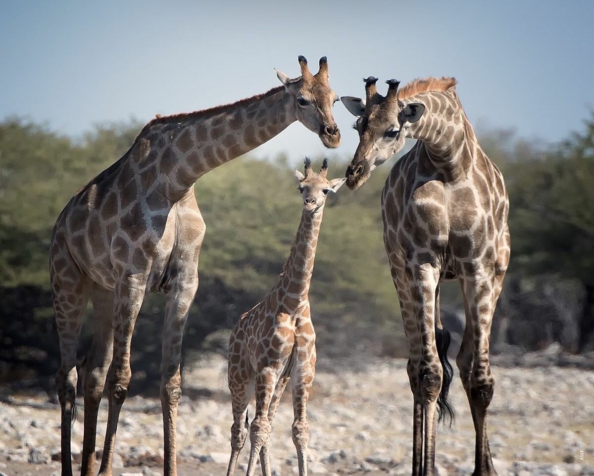 Safari Tanzania Great Migration kalverseizoen giraf