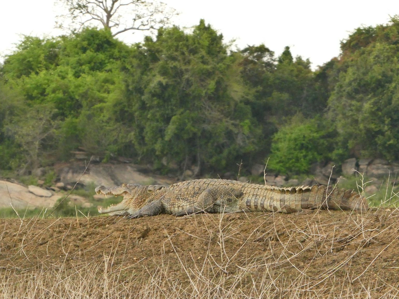 krokodil in sri lanka