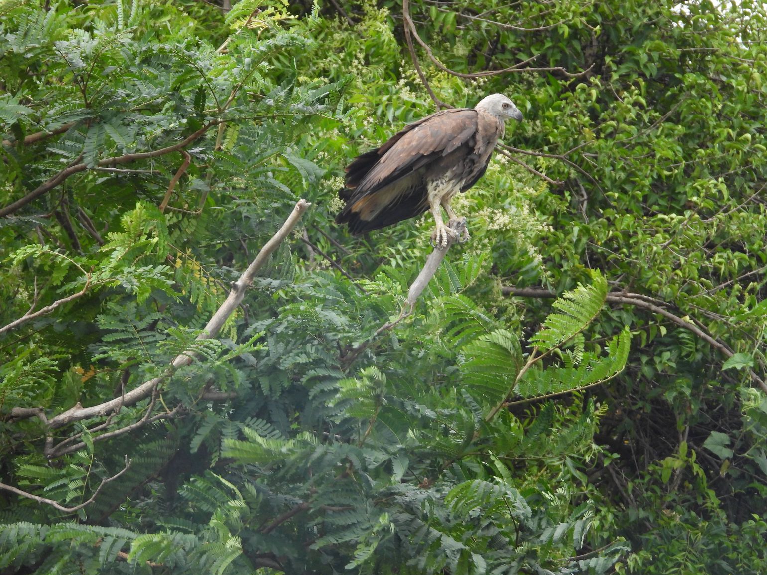vogel spotten in gal oya tijdens bootsafari