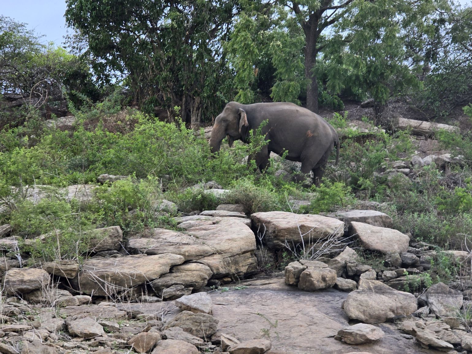 olifant tijdens bootsafari gal oya