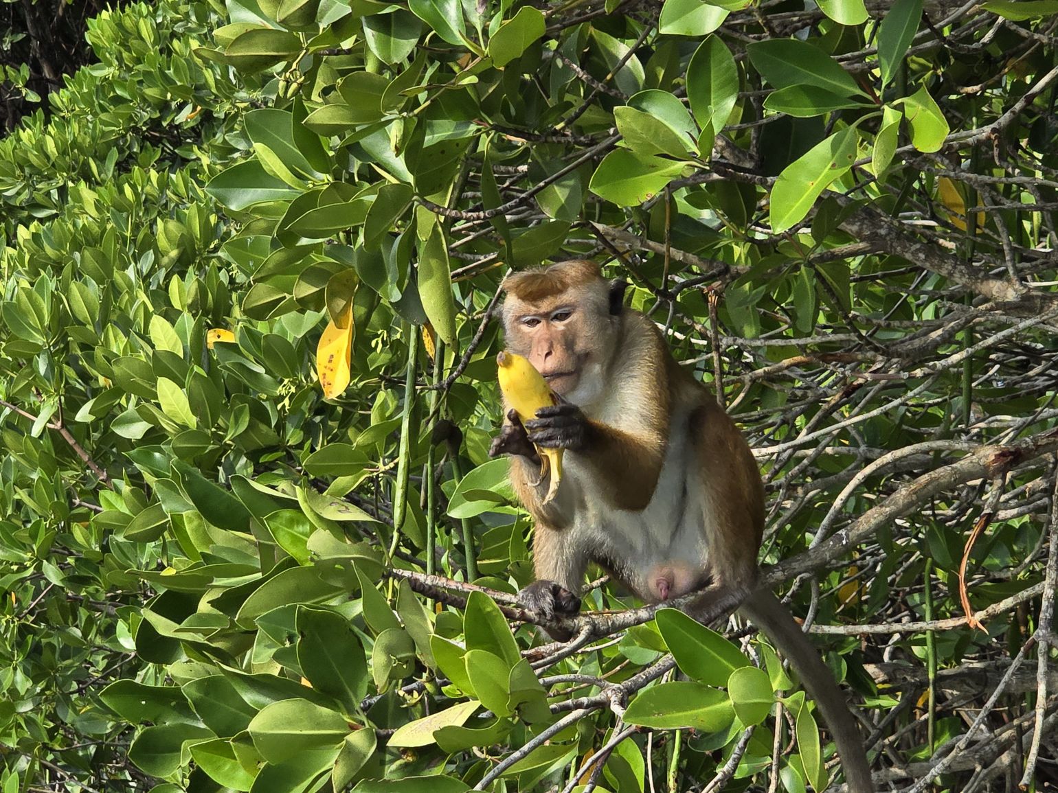 aap in de mangroves in sri lanka