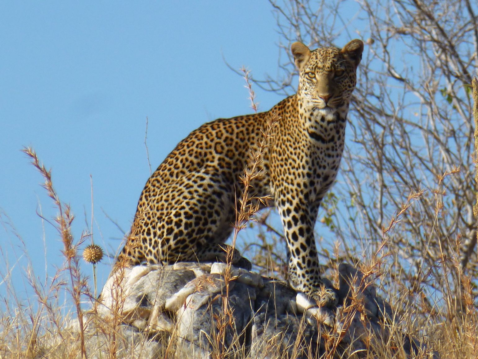 Tanzania Safari luipaard big 5 afrika