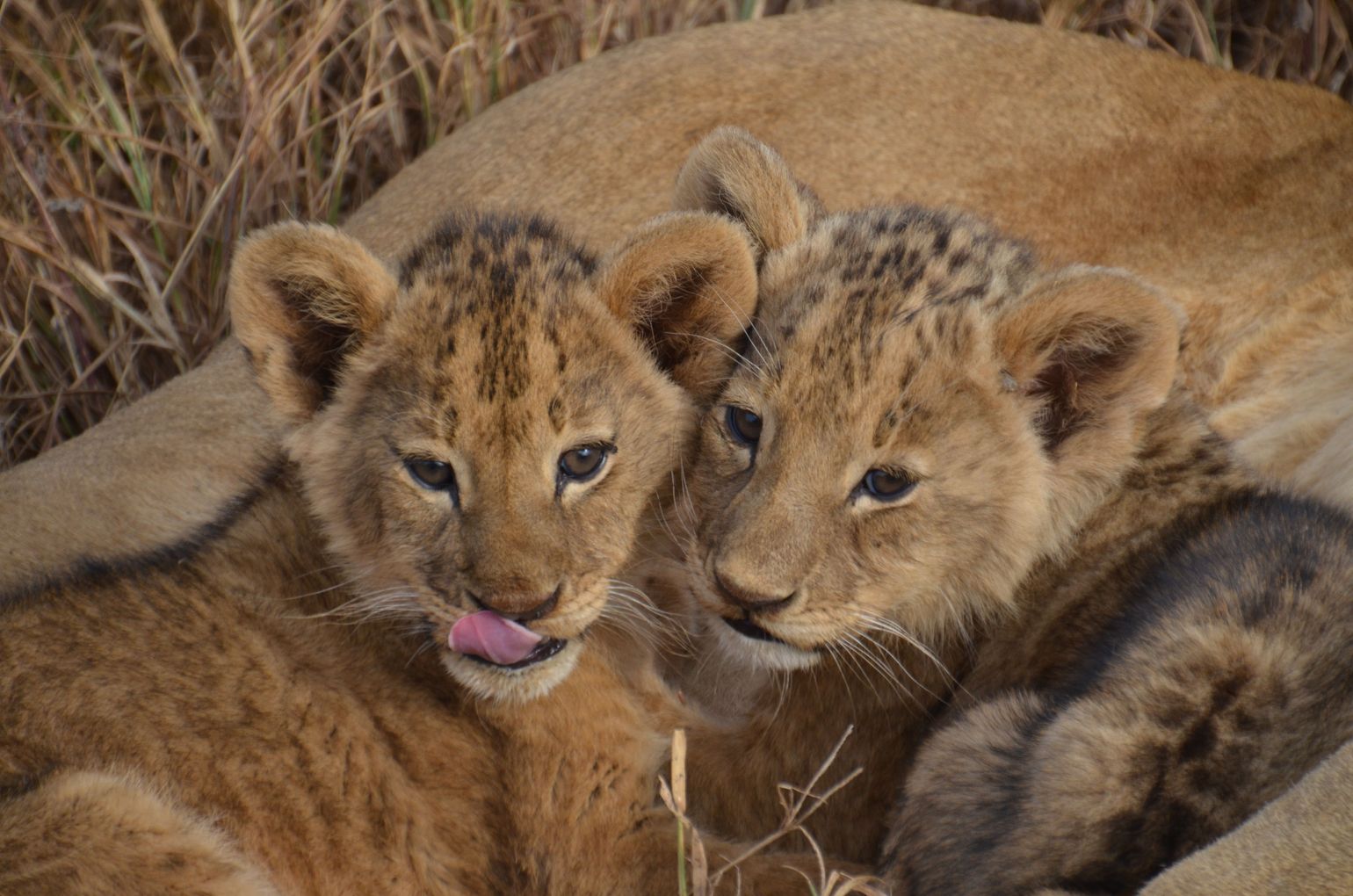 Safari Tanzania Great Migration kalverseizoen leeuw