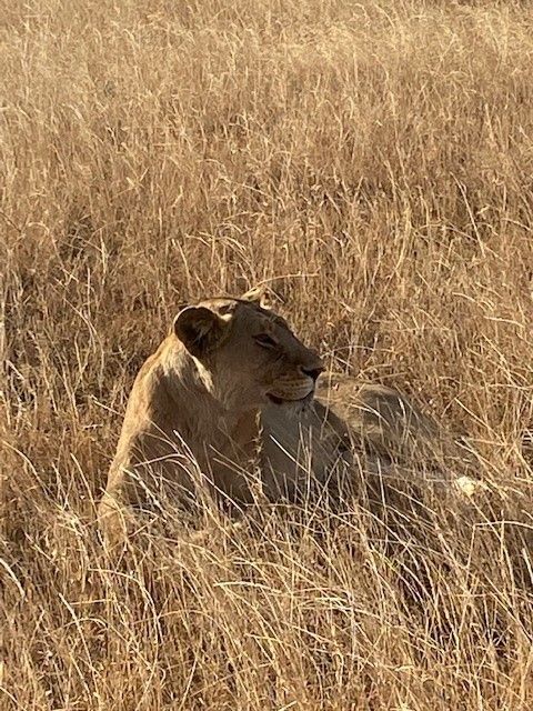 Tanzania leeuw
