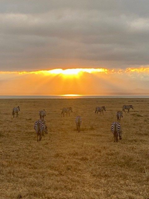 Tanzania zebra zonsondergang