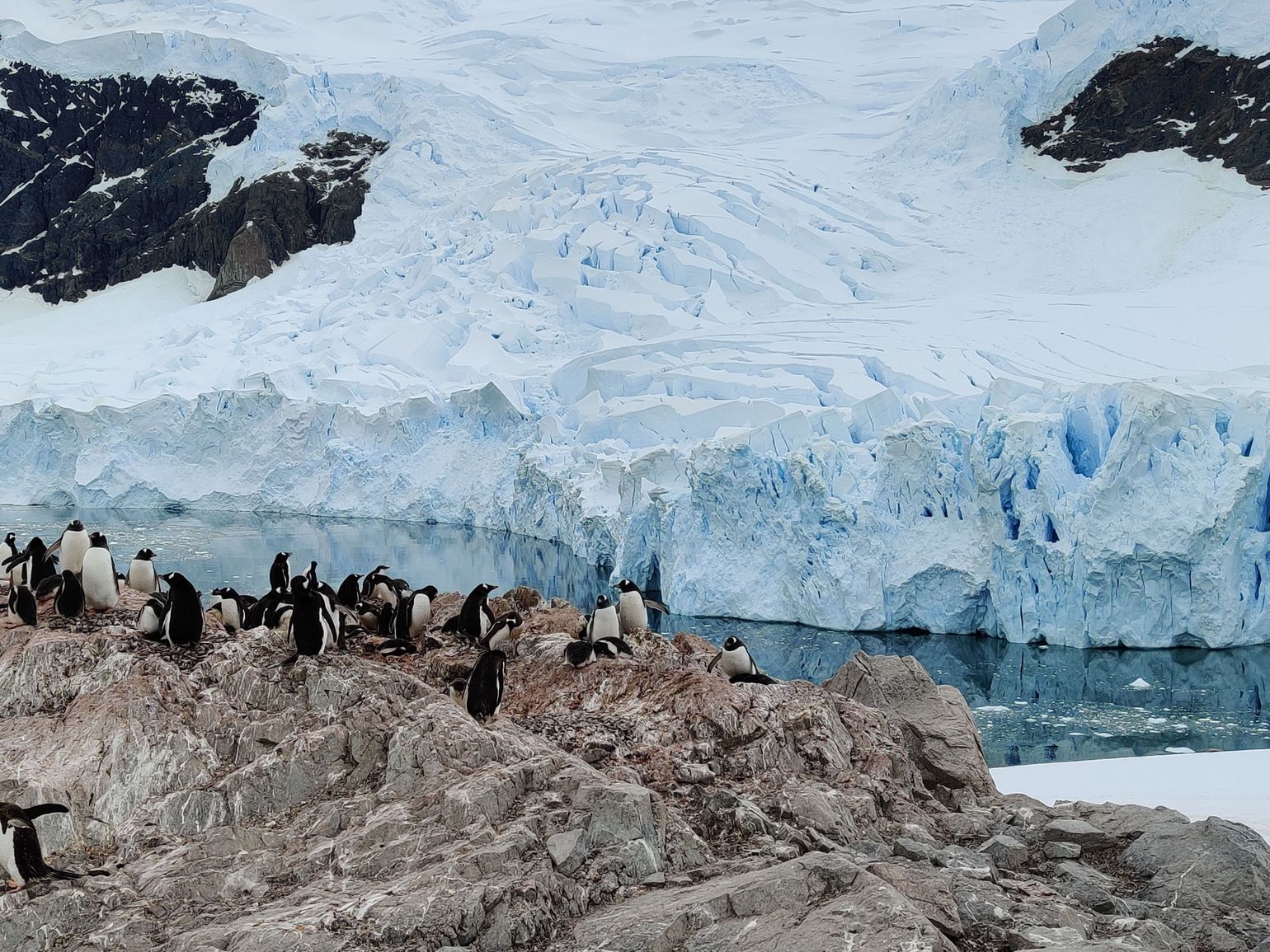 ijs en pinguins