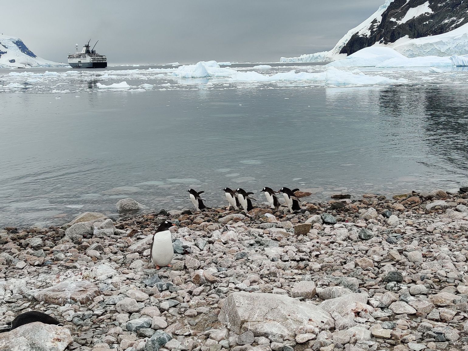 excursie aan land dieren spotten op antarctica