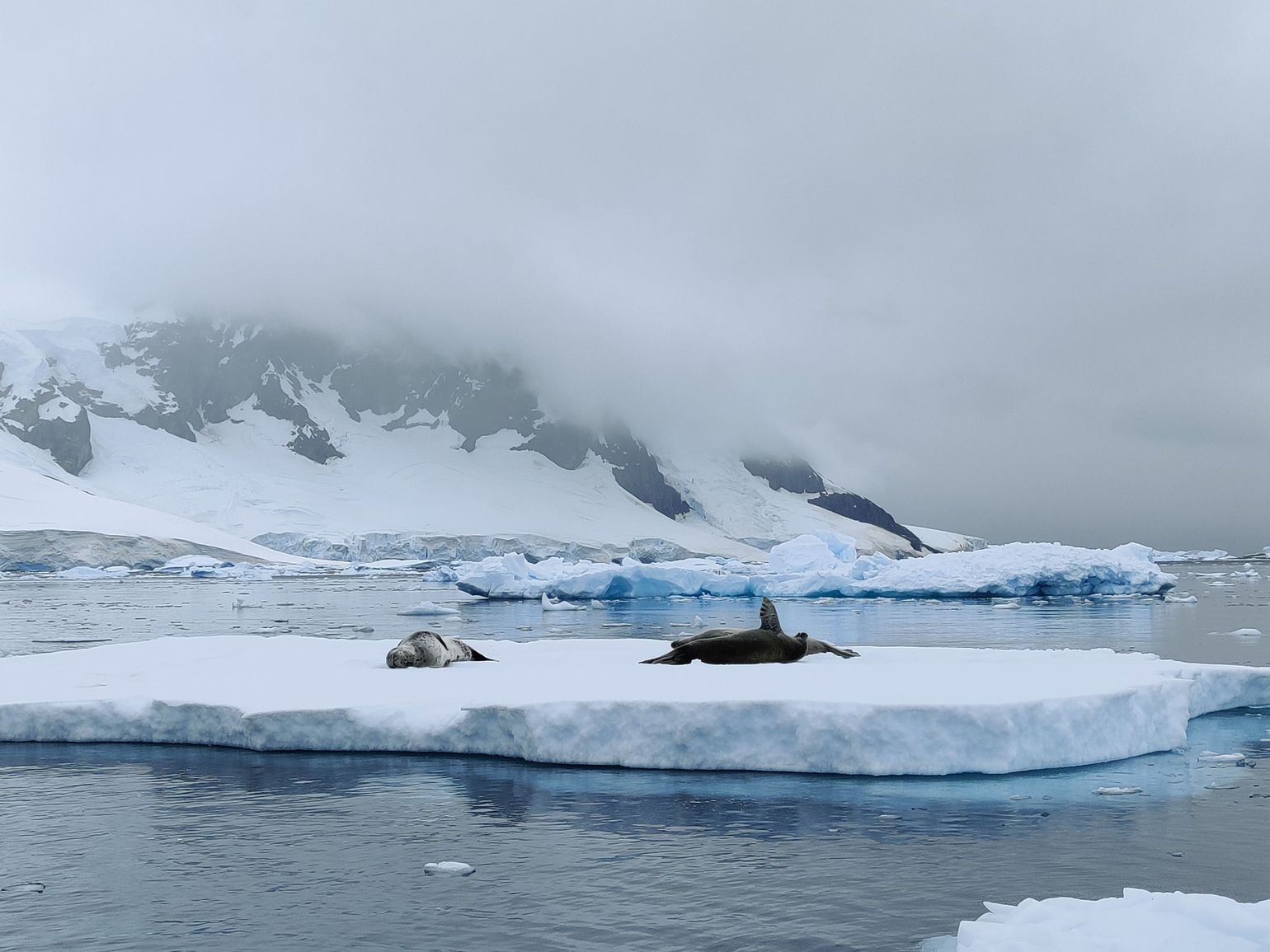 ijsschots met dieren op antarctica