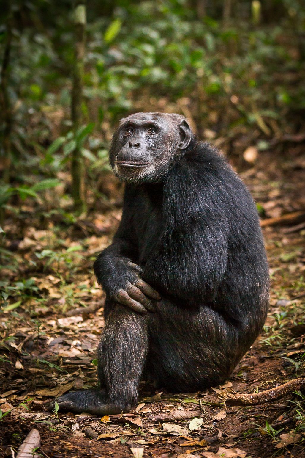 Wachtende chimpansee