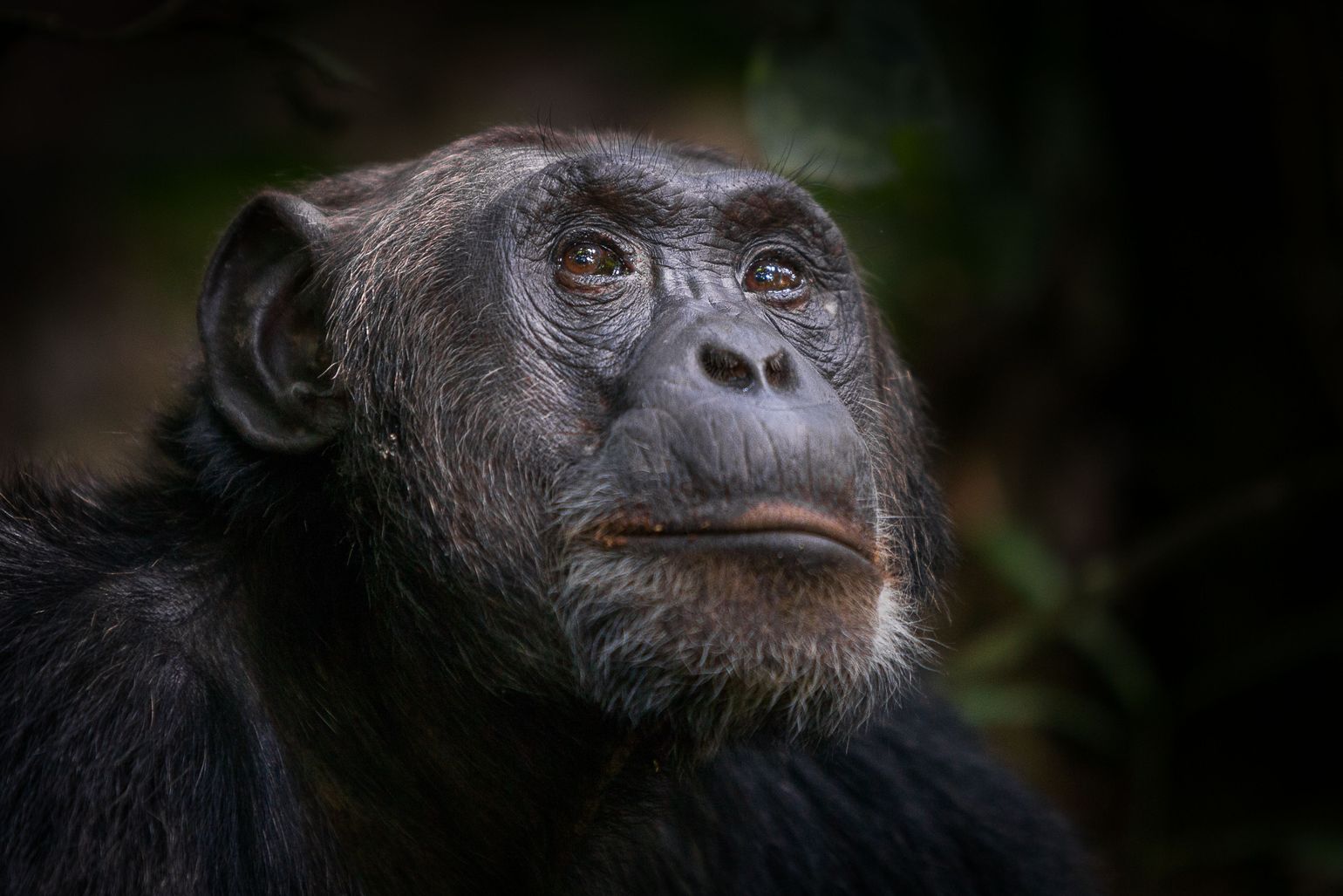 Close-up chimpansee