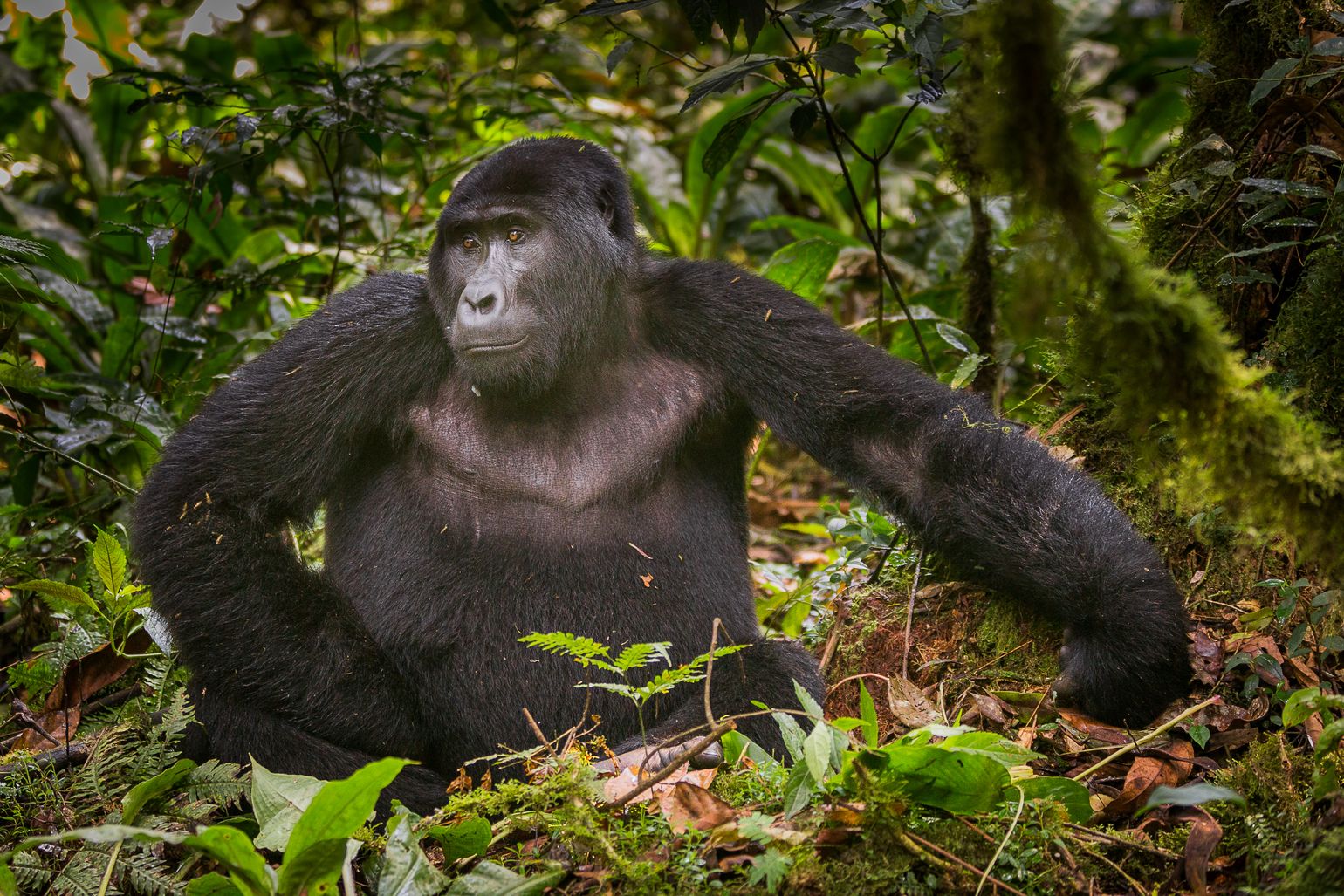 Gorilla