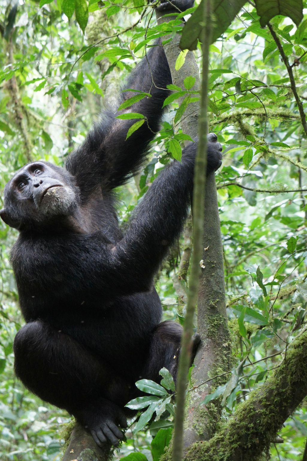 Chimpansee in de bomen