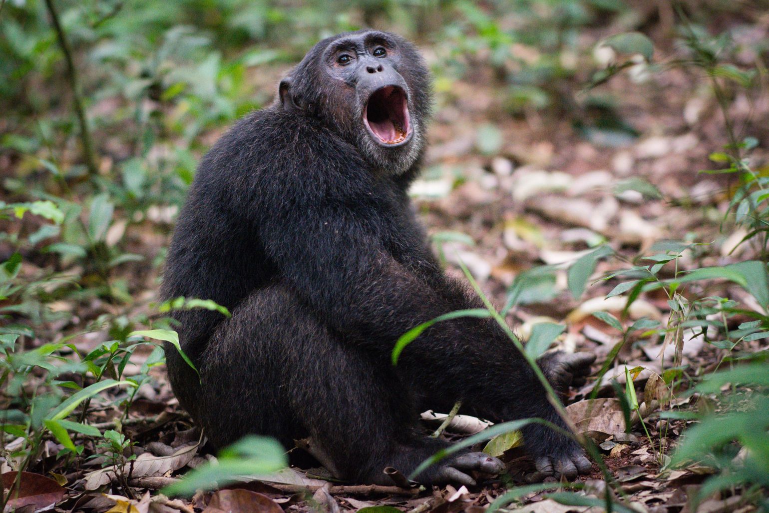 Roepende chimpansee