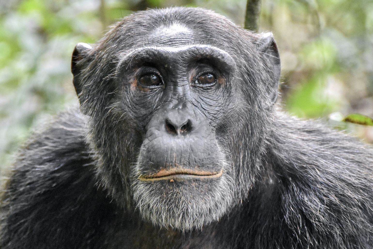 Portret chimpansee