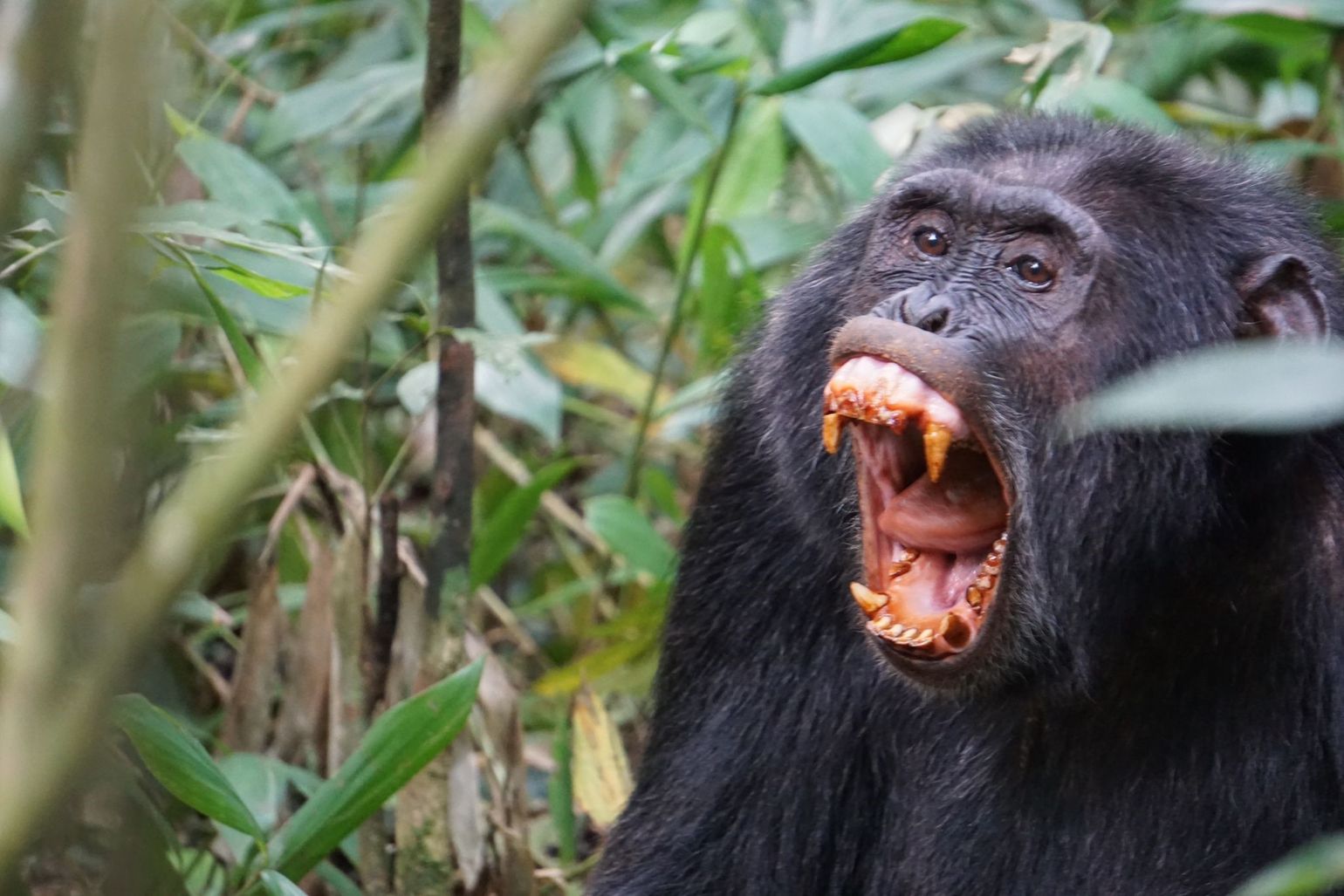 Tanden chimpansee