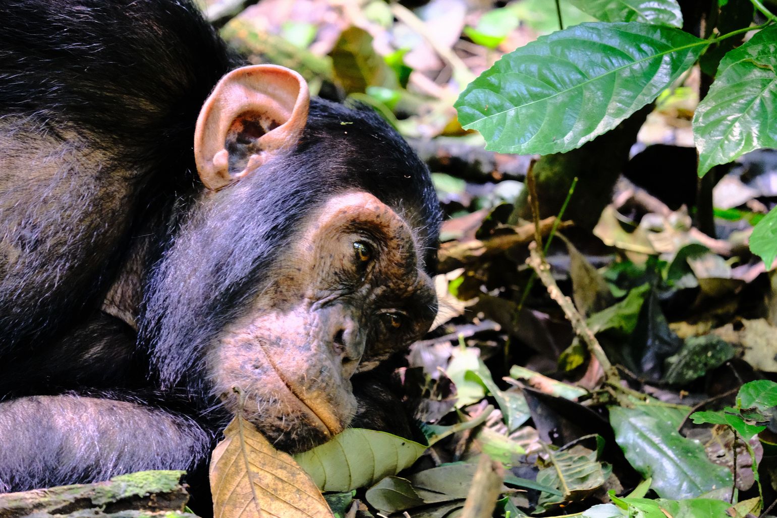 Chillende chimpansee