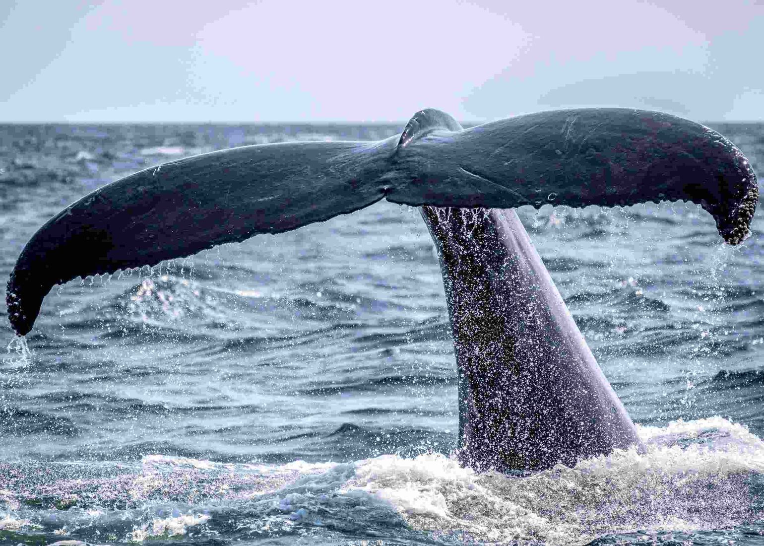 whale watching