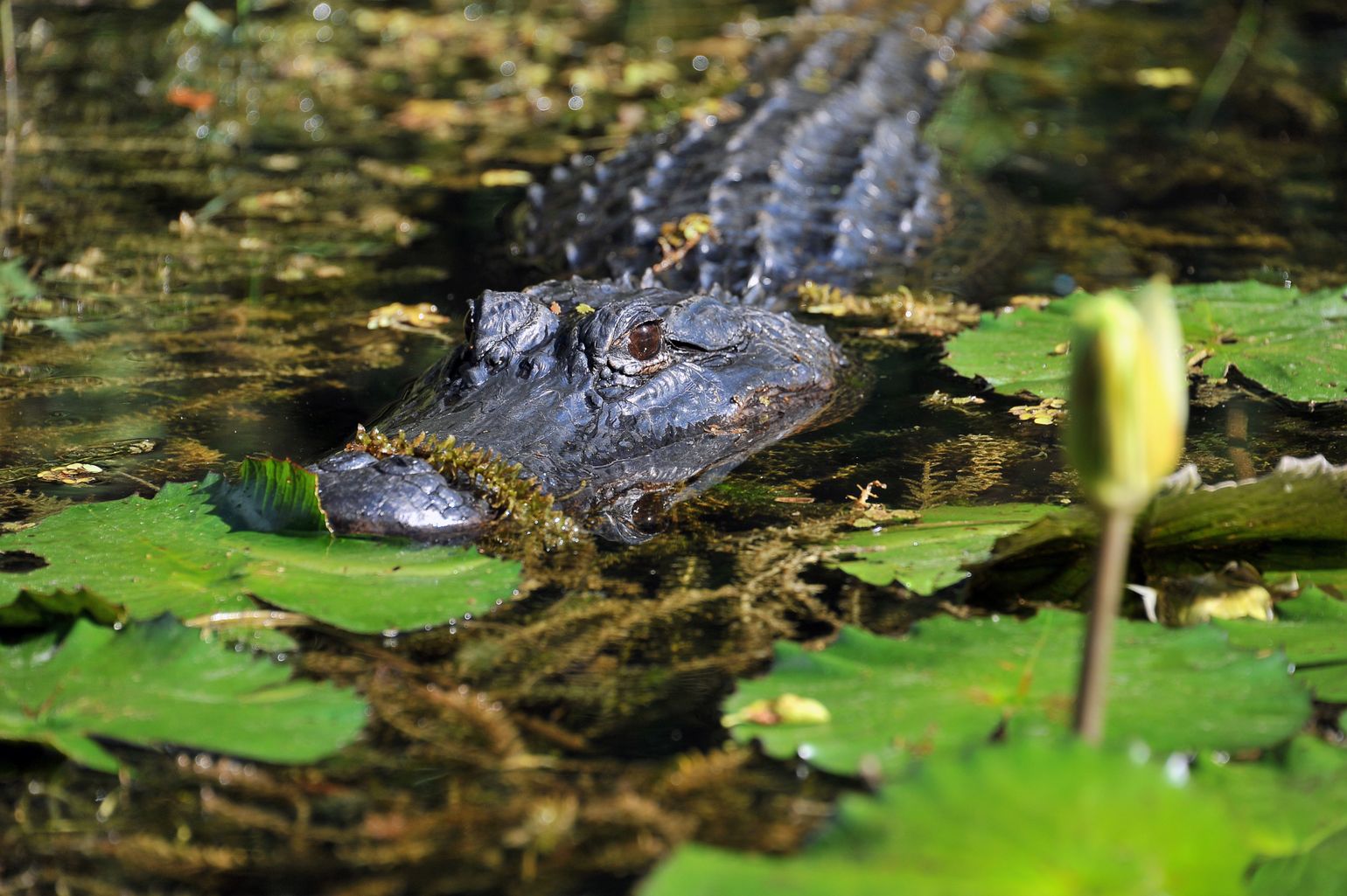 alligator