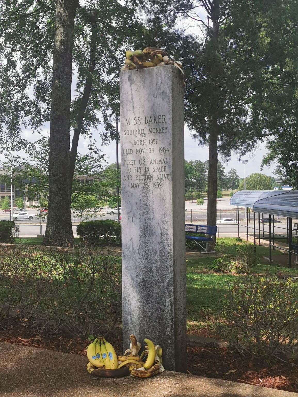 Bananen als eerbetoon aan ms Baker