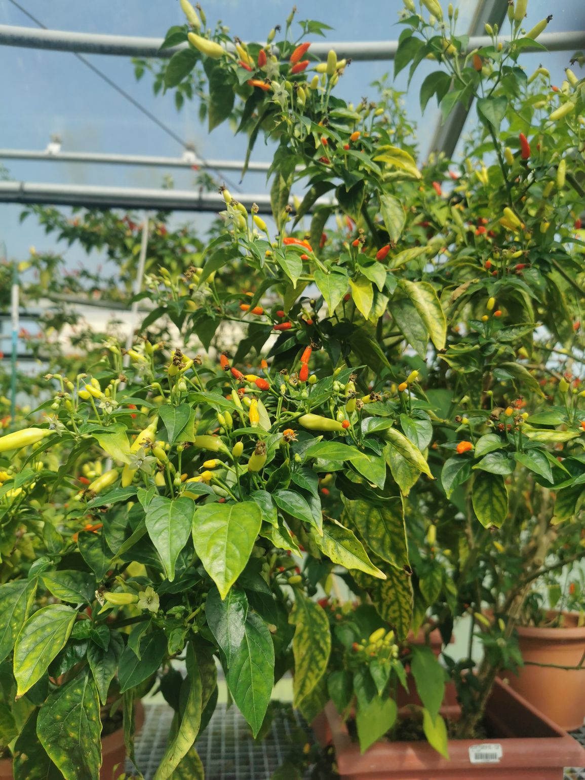 tabasco peper planten