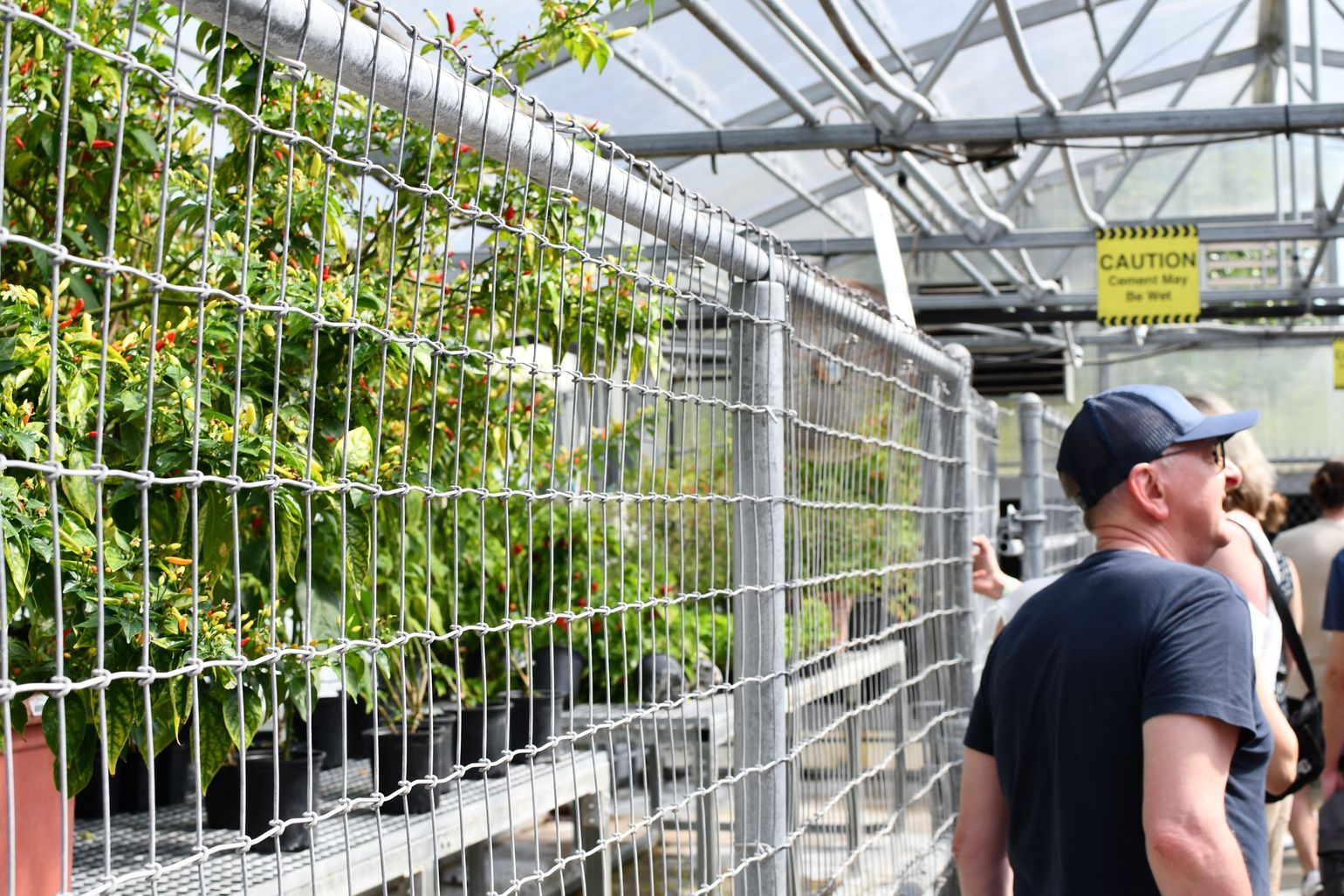 serre tabasco pepers