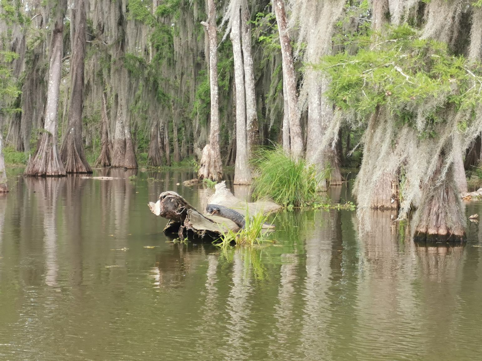alligator swamp
