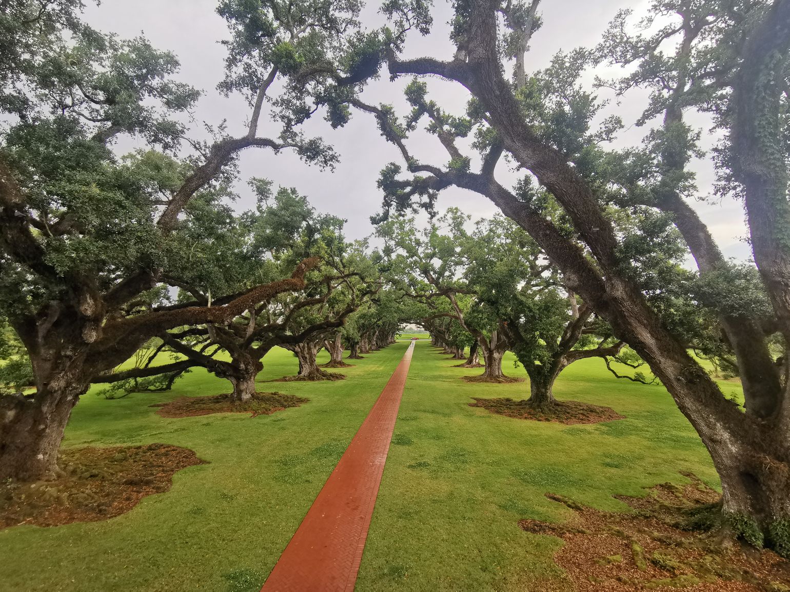 Eiken op een plantage in de USA