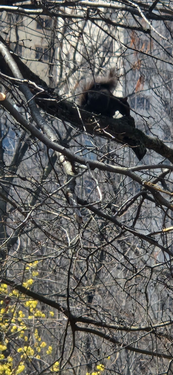 Central Park Squirrels