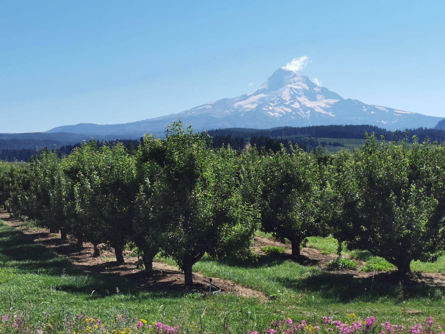 Columbia River Gorge Mount Hood