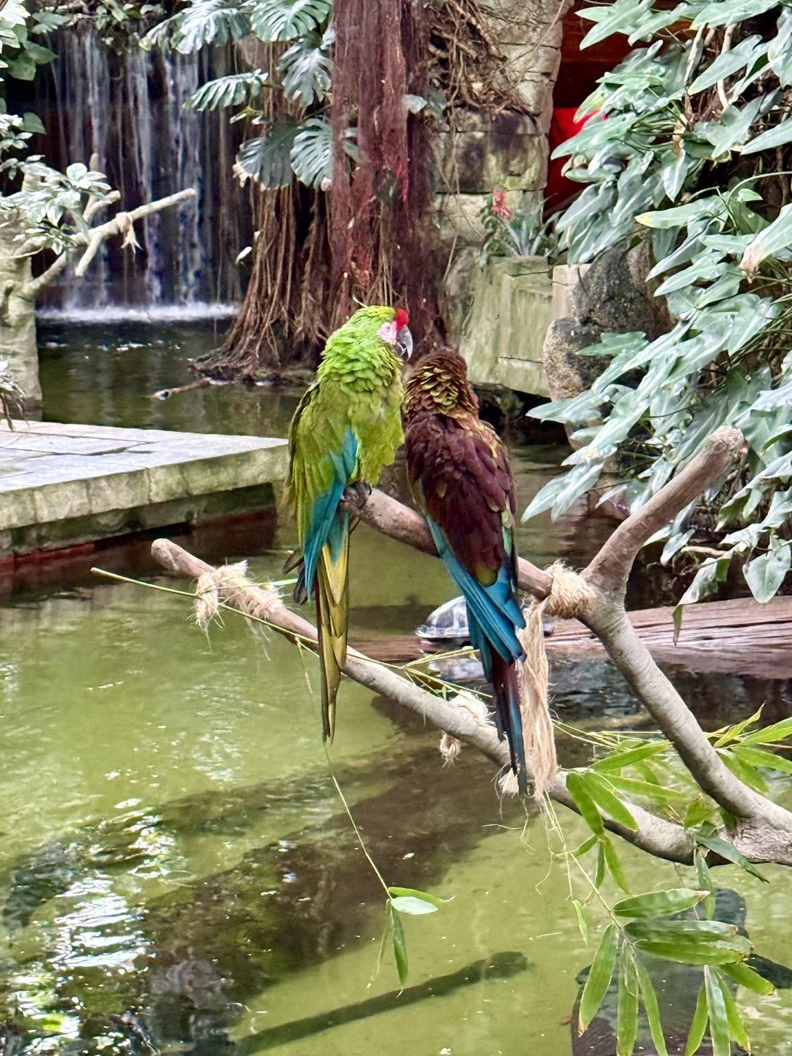 papegaai in moody gardens