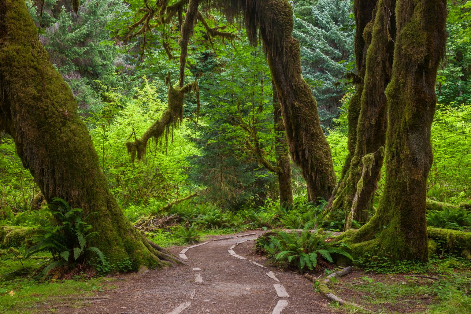 olympic np