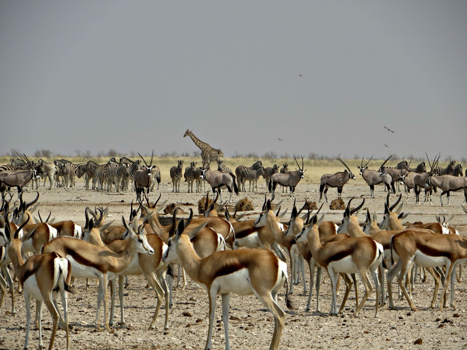 Etosha national park
