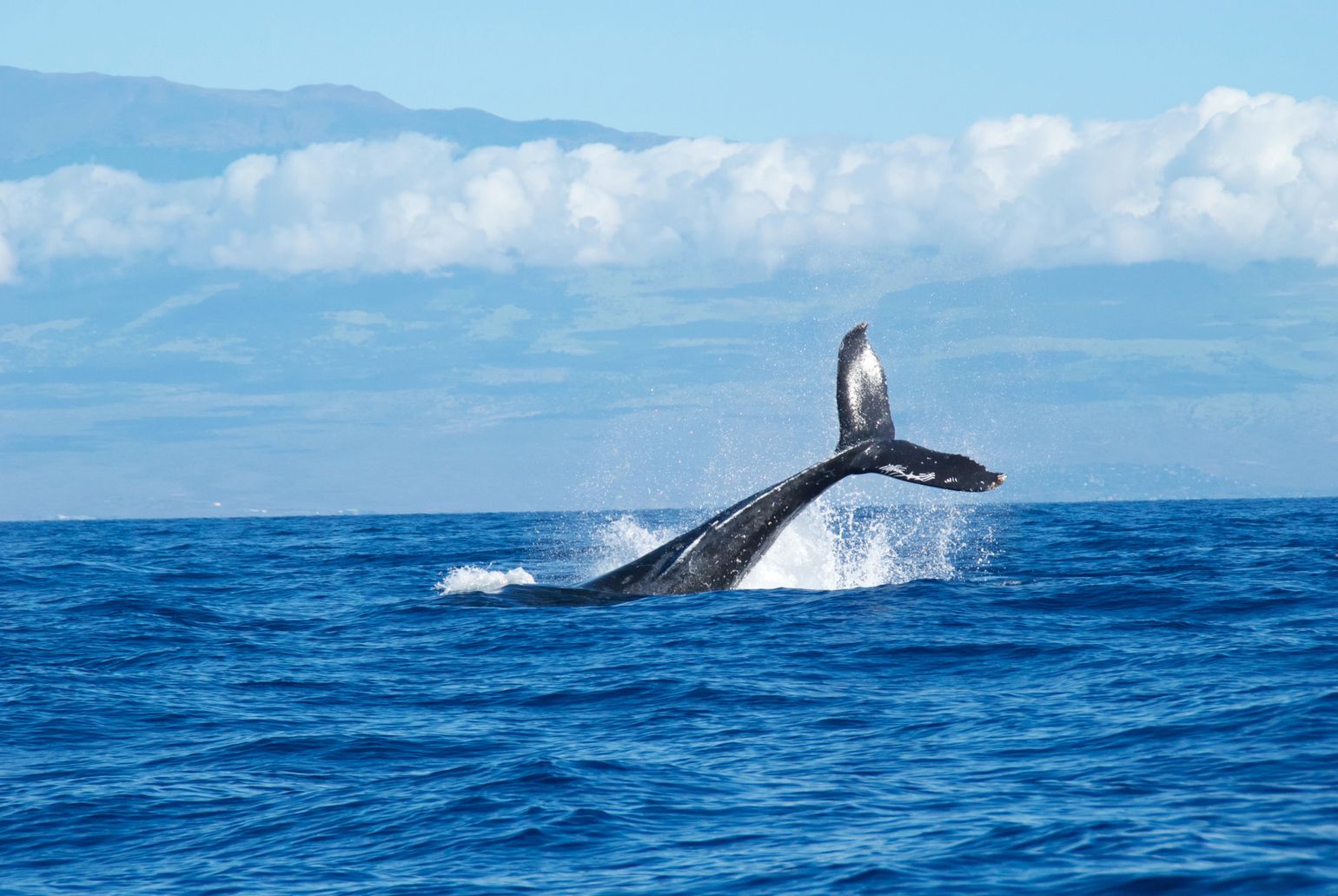 walvissen spotten op Maui