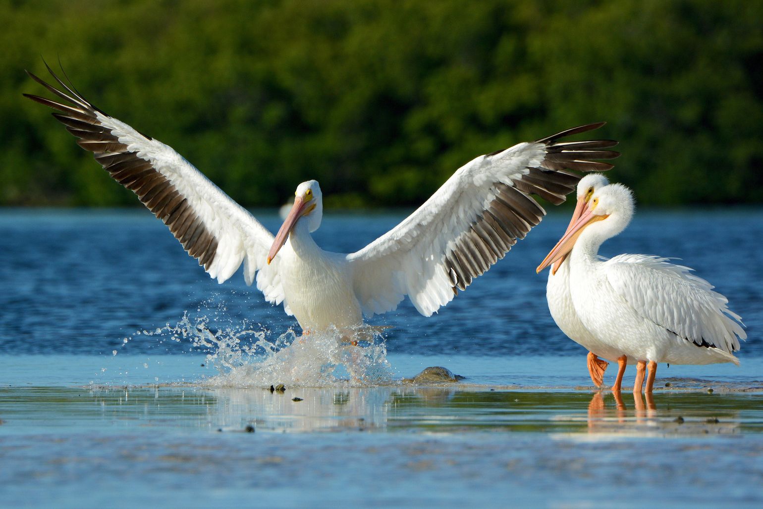 Fort Myers - Sanibel