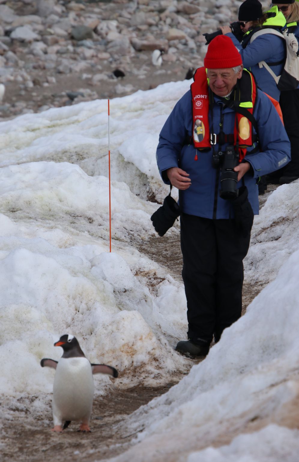 wandelen tussen pinguins