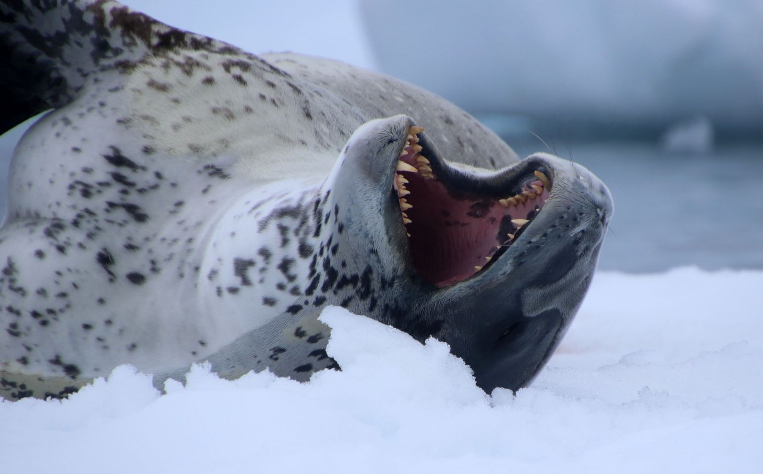 zeehond antarctica