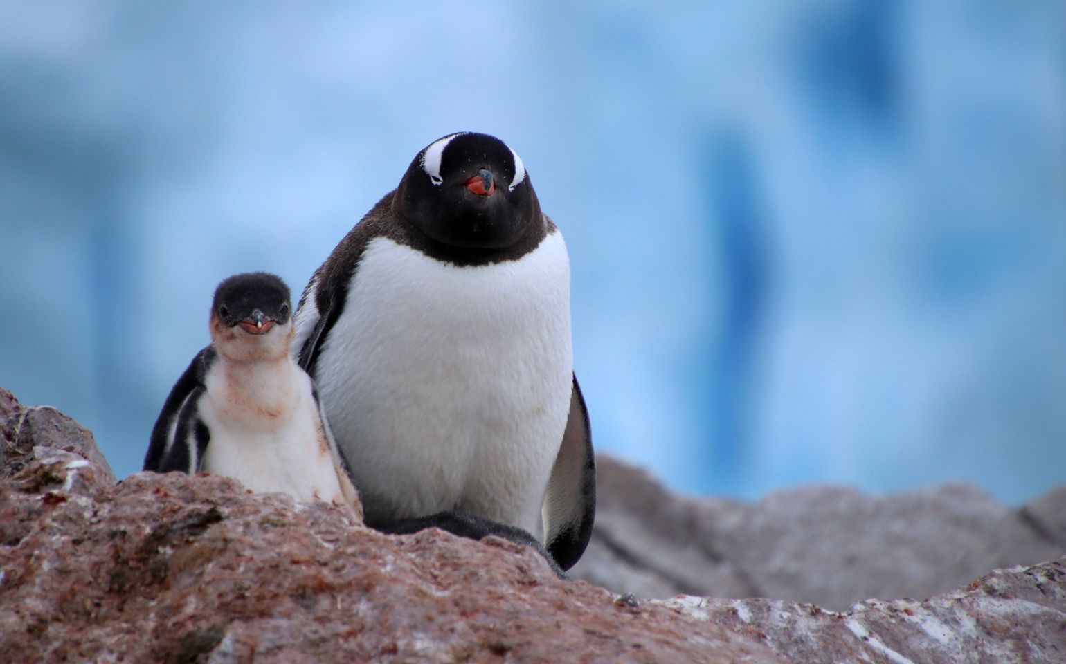 pinguin met jong